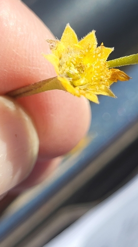 Image of Lasthenia fremontii by (c) D Defreese, some rights reserved (CC BY)