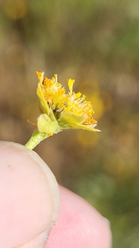 Image of Lasthenia fremontii by (c) D Defreese, some rights reserved (CC BY)