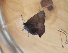 Callophrys augustinus iroides