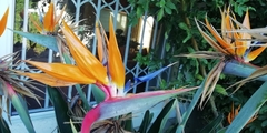 Strelitzia reginae reginae