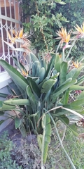 Strelitzia reginae reginae