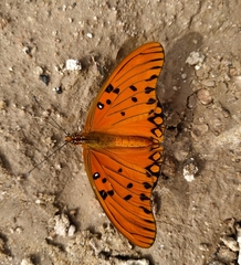 Dione vanillae maculosa