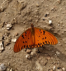 Dione vanillae maculosa