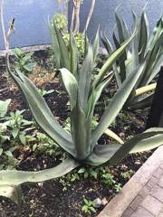 Agave mapisaga