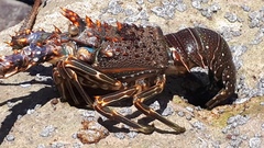 Panulirus inflatus