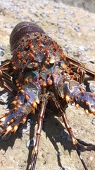Panulirus inflatus