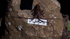 Panulirus inflatus
