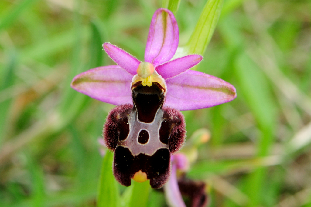 Ophrys × enobarbia