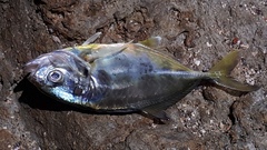 Caranx caninus