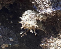 Stylocheilus rickettsi