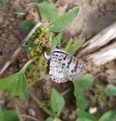 Leptotes cassius cassius