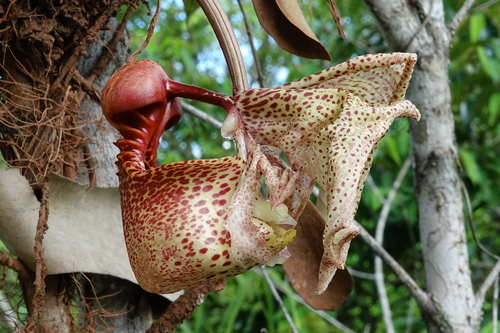 Bucket Orchid