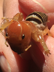 Ammopelmatus fuscus