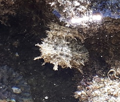 Stylocheilus rickettsi