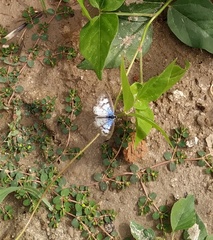 Leptotes cassius cassius