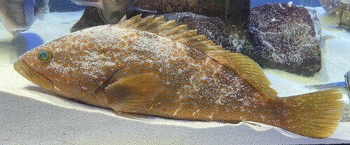 Hong Kong grouper