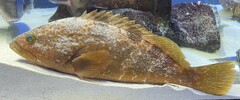 Hong Kong Grouper photo 1