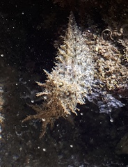 Stylocheilus rickettsi