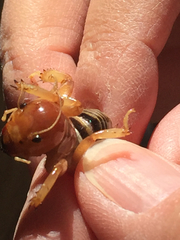 Ammopelmatus fuscus