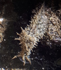 Stylocheilus rickettsi