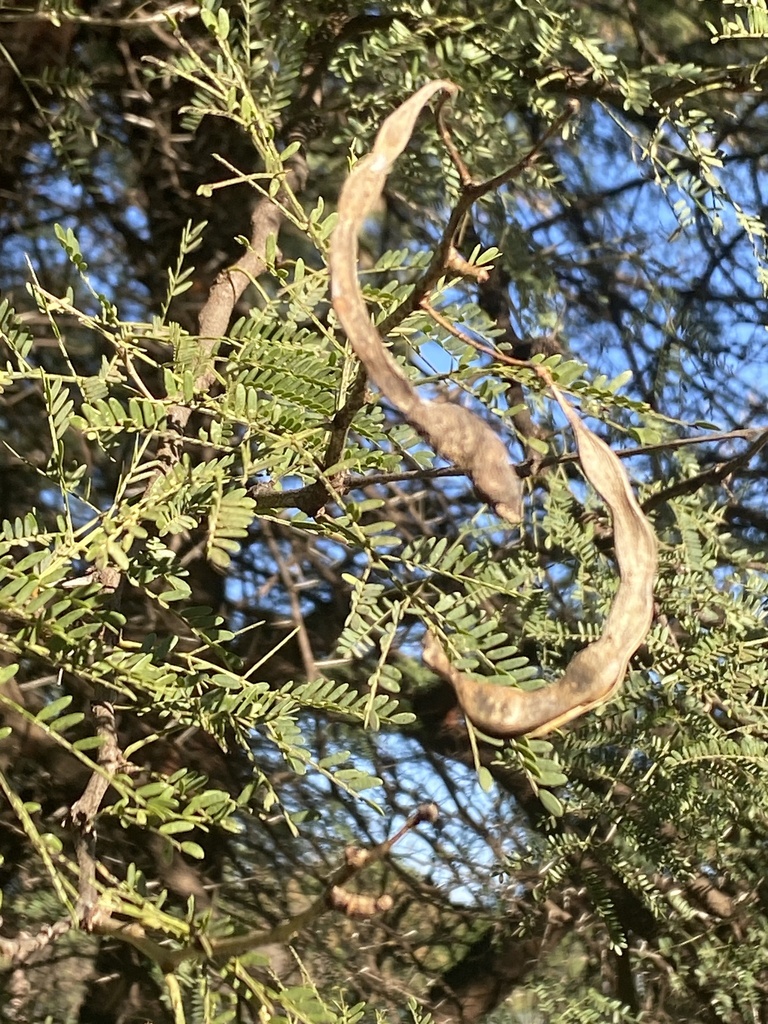 Sweet Thorn from Pretoria National Botanical Garden, Pretoria, GP, ZA ...