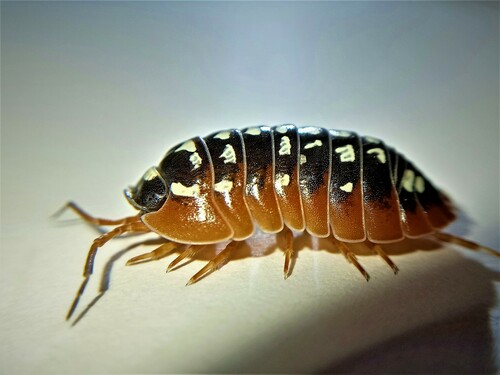 Armadillidium xerovunense