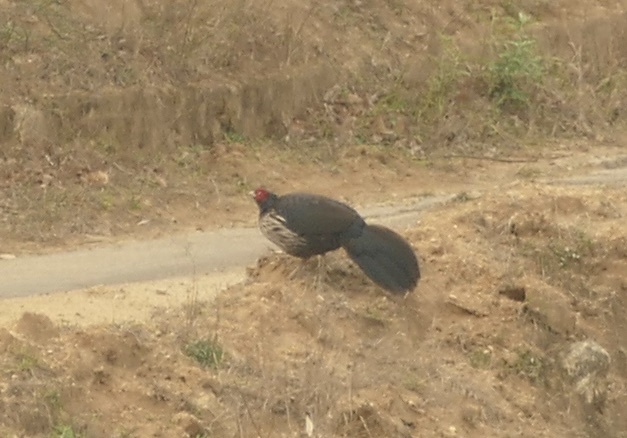 Kalij Pheasant