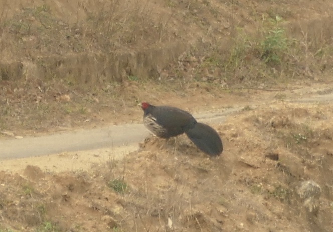 Kalij Pheasant