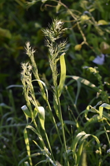 Limnodea arkansana