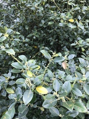 Ilex × altaclerensis