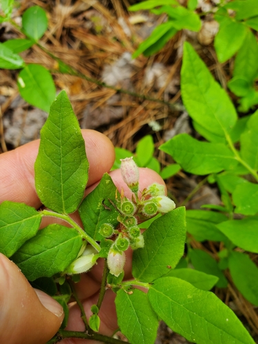 Image of Vaccinium hirsutum by (c) Will Kuhn, some rights reserved (CC BY)