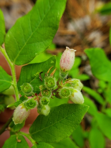Image of Vaccinium hirsutum by (c) Will Kuhn, some rights reserved (CC BY)