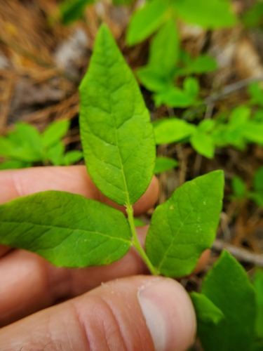 Image of Vaccinium hirsutum by (c) Will Kuhn, some rights reserved (CC BY)