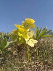 Helleborus odorus