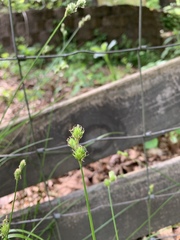 Carex cephalophora