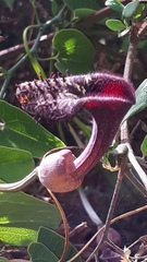 Aristolochia taliscana