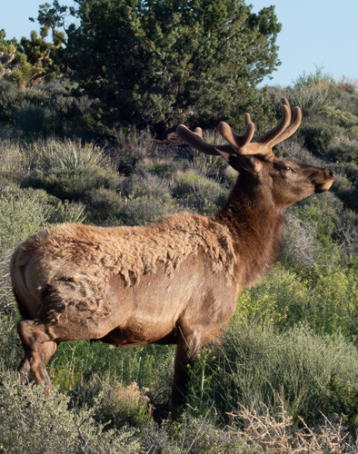 Elk photographed in Nevada