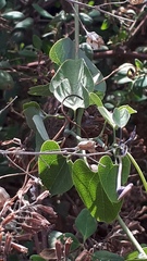 Aristolochia taliscana