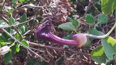 Aristolochia taliscana