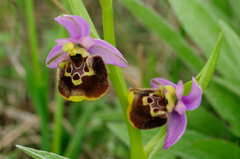 Ophrys fuciflora