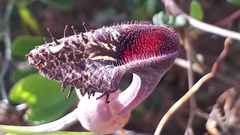 Aristolochia taliscana