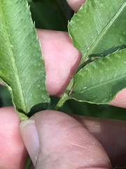 Phanerophlebia