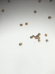 Puccinia oxalidis