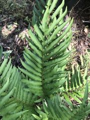 Phanerophlebia
