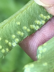 Phanerophlebia