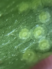 Phanerophlebia