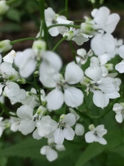 Iodanthus pinnatifidus