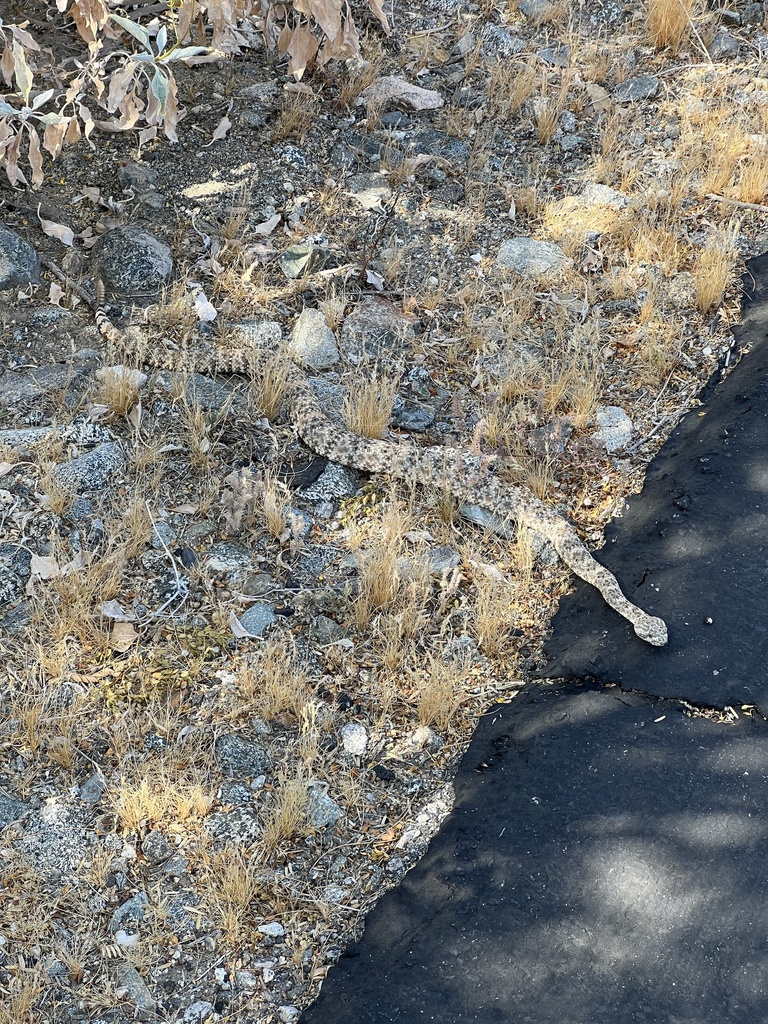 Southwestern Speckled Rattlesnake from Santa Rosa and San Jacinto ...