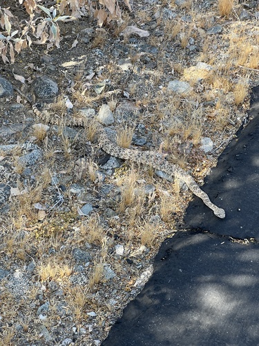 iNaturalist observation photo of Southwestern Speckled Rattlesnake