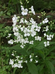 Iodanthus pinnatifidus